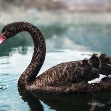 Cross stitch pattern: #802856