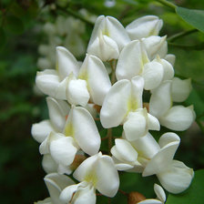 Cross stitch pattern: #802972