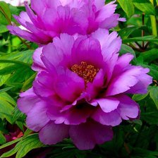 Cross stitch pattern: #802977