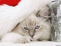 Cross stitch pattern: #803223