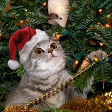 Cross stitch pattern: #803235