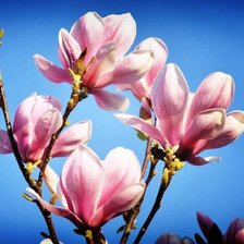 Cross stitch pattern: #803462