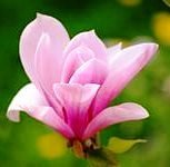 Cross stitch pattern: #803464