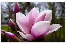 Cross stitch pattern: #803466