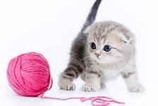 Cross stitch pattern: #803479