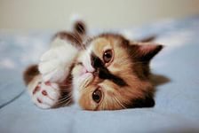 Cross stitch pattern: #803528