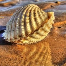 Cross stitch pattern: #803644