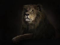 Cross stitch pattern: #803651