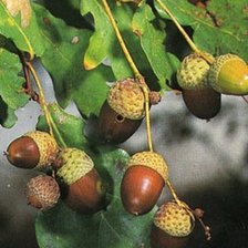 Cross stitch pattern: #804638