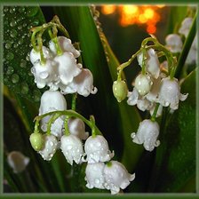 Cross stitch pattern: #805344