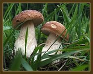 Cross stitch pattern: #805350