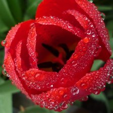 Cross stitch pattern: #805377