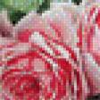 Preview of cross stitch pattern: #805658