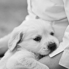 Cross stitch pattern: #806020