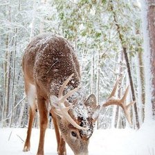 Cross stitch pattern: #807385