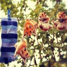 Cross stitch pattern: #807715