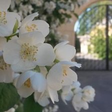 Cross stitch pattern: #807977