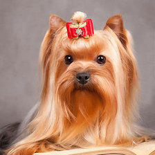 Cross stitch pattern: #808725