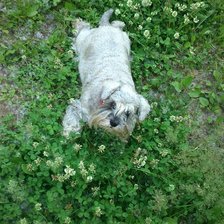 Cross stitch pattern: #810170