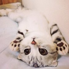 Cross stitch pattern: #810282