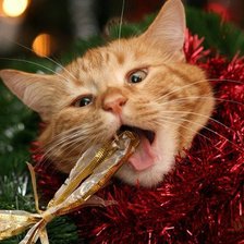 Cross stitch pattern: #810813