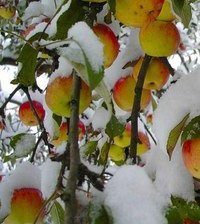 Cross stitch pattern: #814357