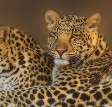 Cross stitch pattern: #821083