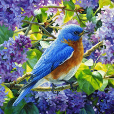 Cross stitch pattern: #826307