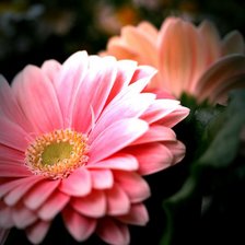 Cross stitch pattern: #836868