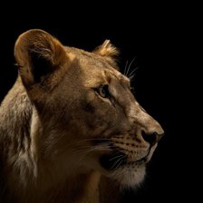 Cross stitch pattern: #837233