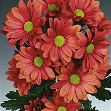 Cross stitch pattern: #837994