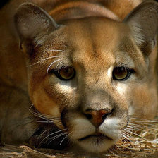 Cross stitch pattern: #844688