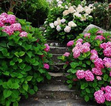 Cross stitch pattern: #850389