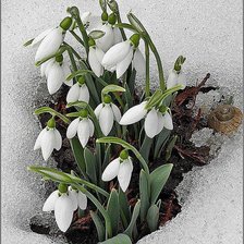 Cross stitch pattern: #850397
