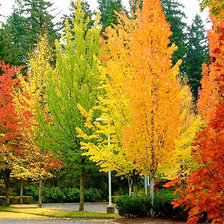 Cross stitch pattern: #855171