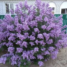 Cross stitch pattern: #855174