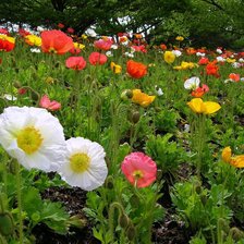 Cross stitch pattern: #856380