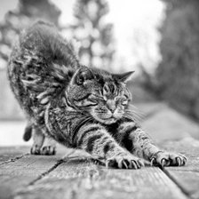 Cross stitch pattern: #856504