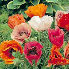 Cross stitch pattern: #856508