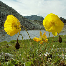 Cross stitch pattern: #857258