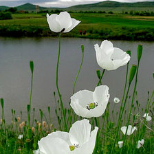 Cross stitch pattern: #857268