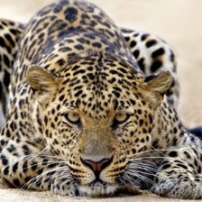 Cross stitch pattern: #857787