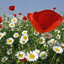 Cross stitch pattern: #858095