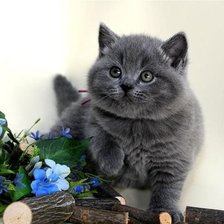 Cross stitch pattern: #858123