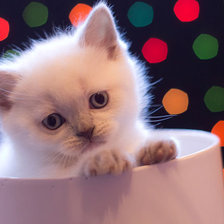 Cross stitch pattern: #858132