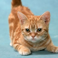 Cross stitch pattern: #858136