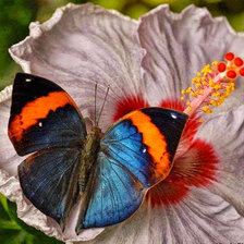 Cross stitch pattern: #858299