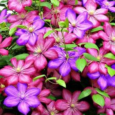 Cross stitch pattern: #858310