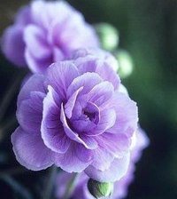 Cross stitch pattern: #858792