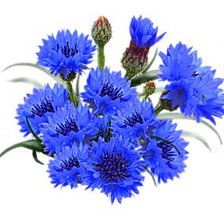 Cross stitch pattern: #859118